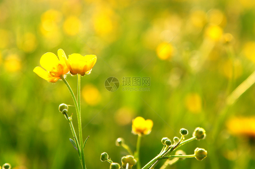 春花花森林天空植物辐射农田院子雏菊场地幸福阳光图片