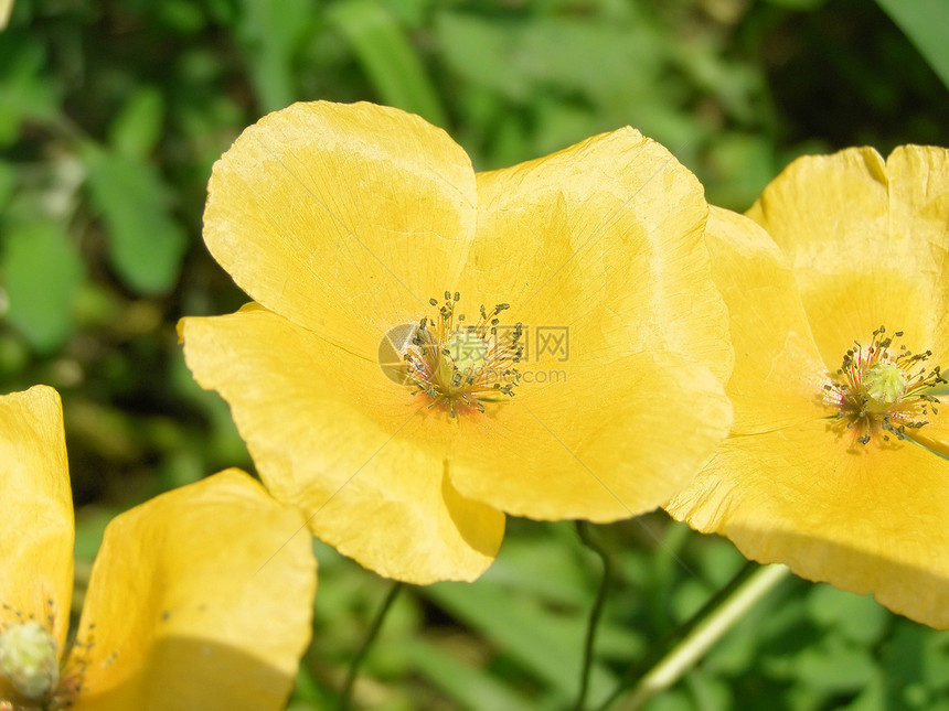 黄花花园红色花香公园植物草地植被图片