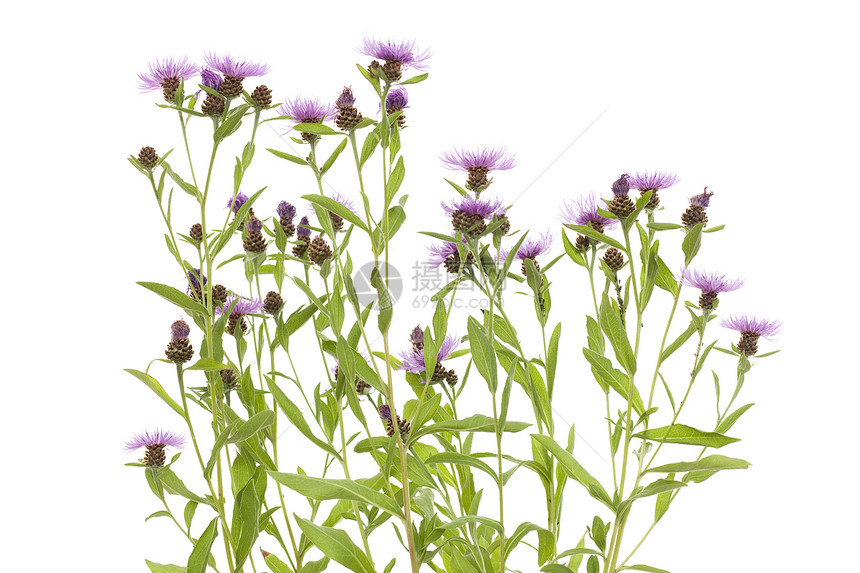 矢车菊草甸蚜虫叶子宏观昆虫花瓣野花紫色植物图片
