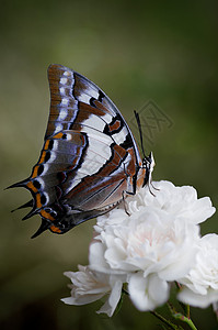 玫瑰花上的蝴蝶玫瑰昆虫翅膀动物背景图片