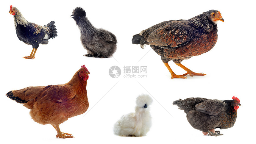 鸡白色宠物家禽乡村工作室小鸡动物团体棕色灰色图片