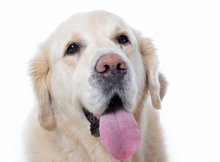 金毛猎犬动物眼睛白色宠物鼻子猎犬犬类舌头图片