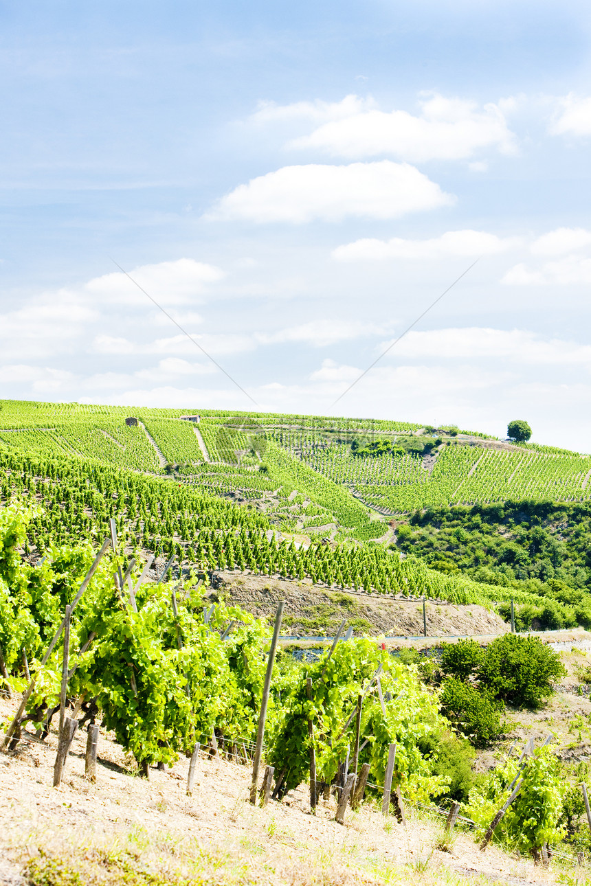 法国罗昂阿尔卑斯 科特罗蒂种植者作物栽培生产外观种植生长农业藤蔓国家图片
