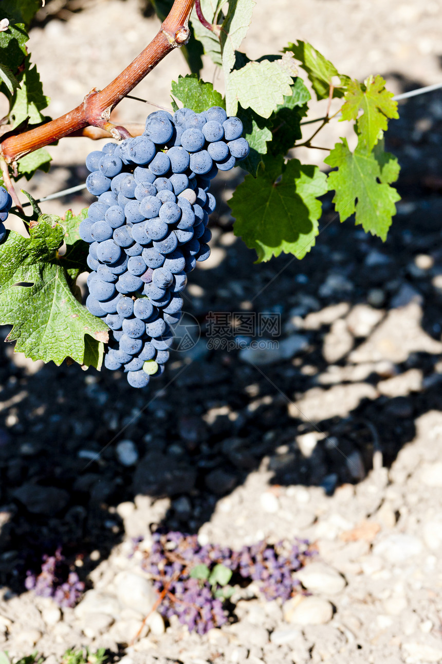 法国阿quitaine的波尔多地区蓝葡萄收成植物群栽培水果外观葡萄藤蔓植物叶子植被图片