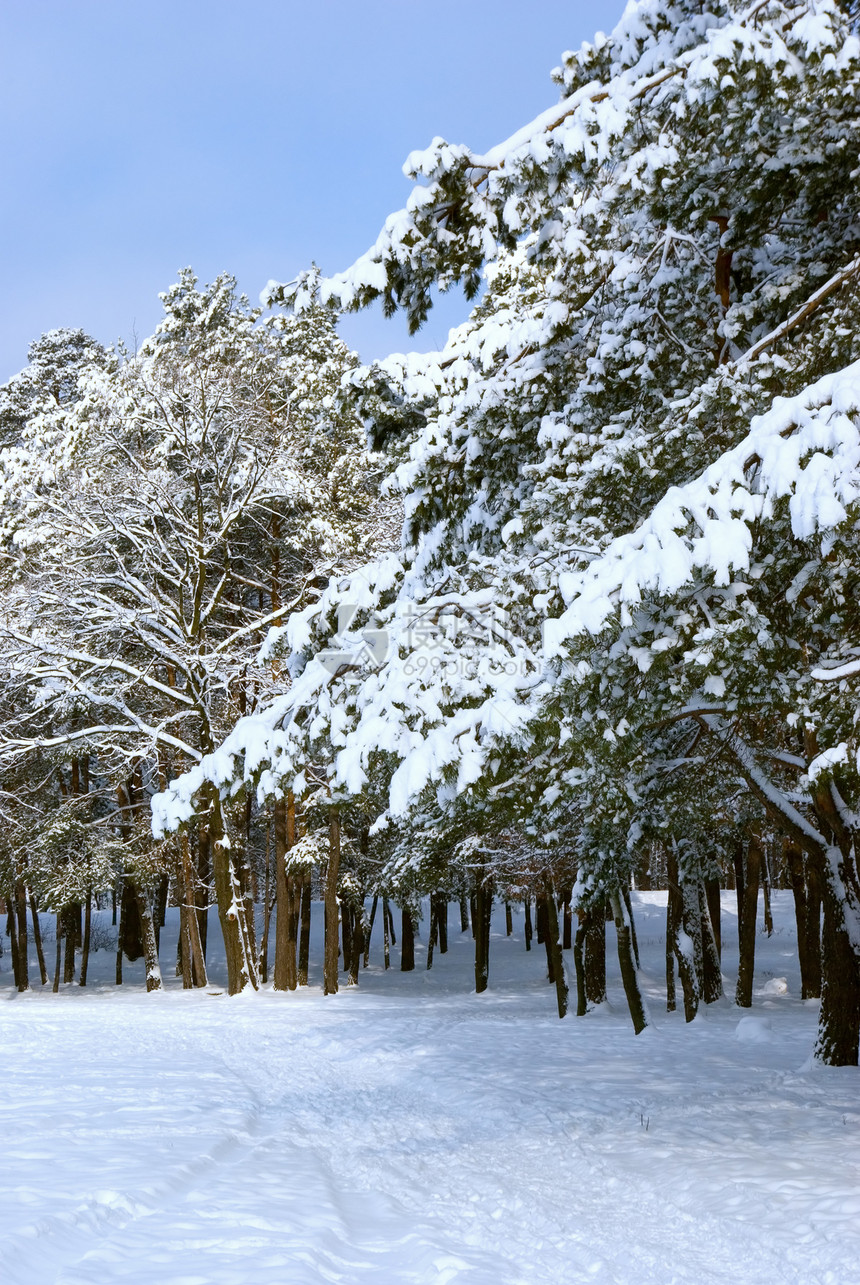 冬季森林木头天气季节公园旅行气候小路天空国家场景图片