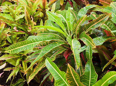 热带灌木植物克罗顿园艺植物群静脉绿色植物植物树叶归化植被叶子蒸腾背景