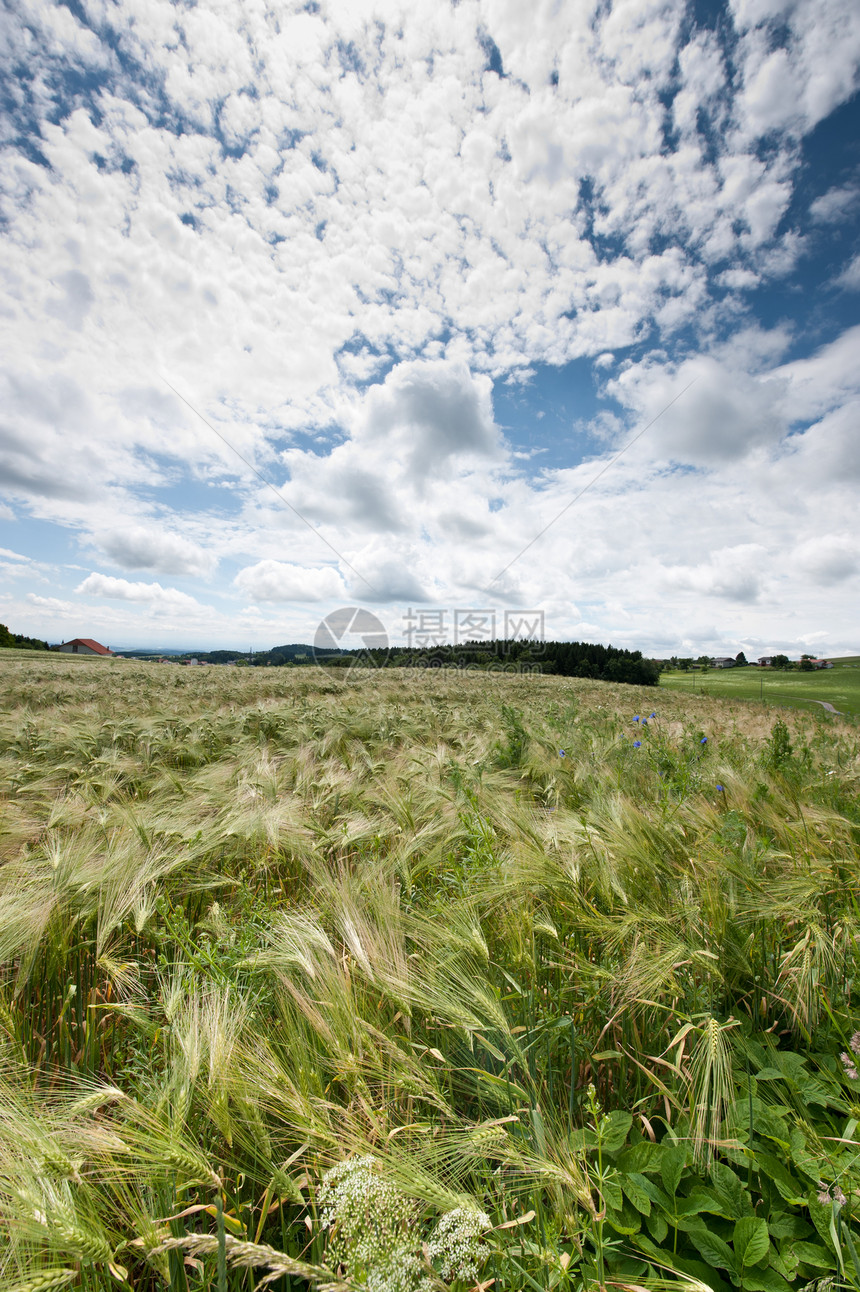 康菲尔德上空的云层收成稻草植物收获阳光戏剧性国家面包草地农村图片