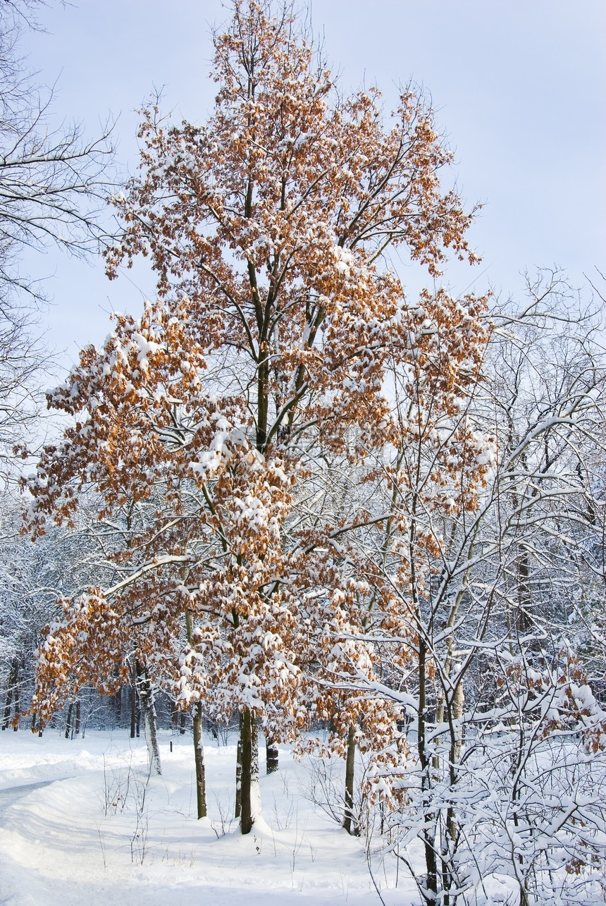 冬季森林气候天气季节公园天空木头小路暴风雪旅行美丽图片