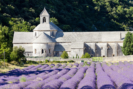 法国普罗旺斯 用熏衣草地建造的塞南克修道院世界历史性建筑学景点薰衣草植被历史植物建筑紫色背景图片