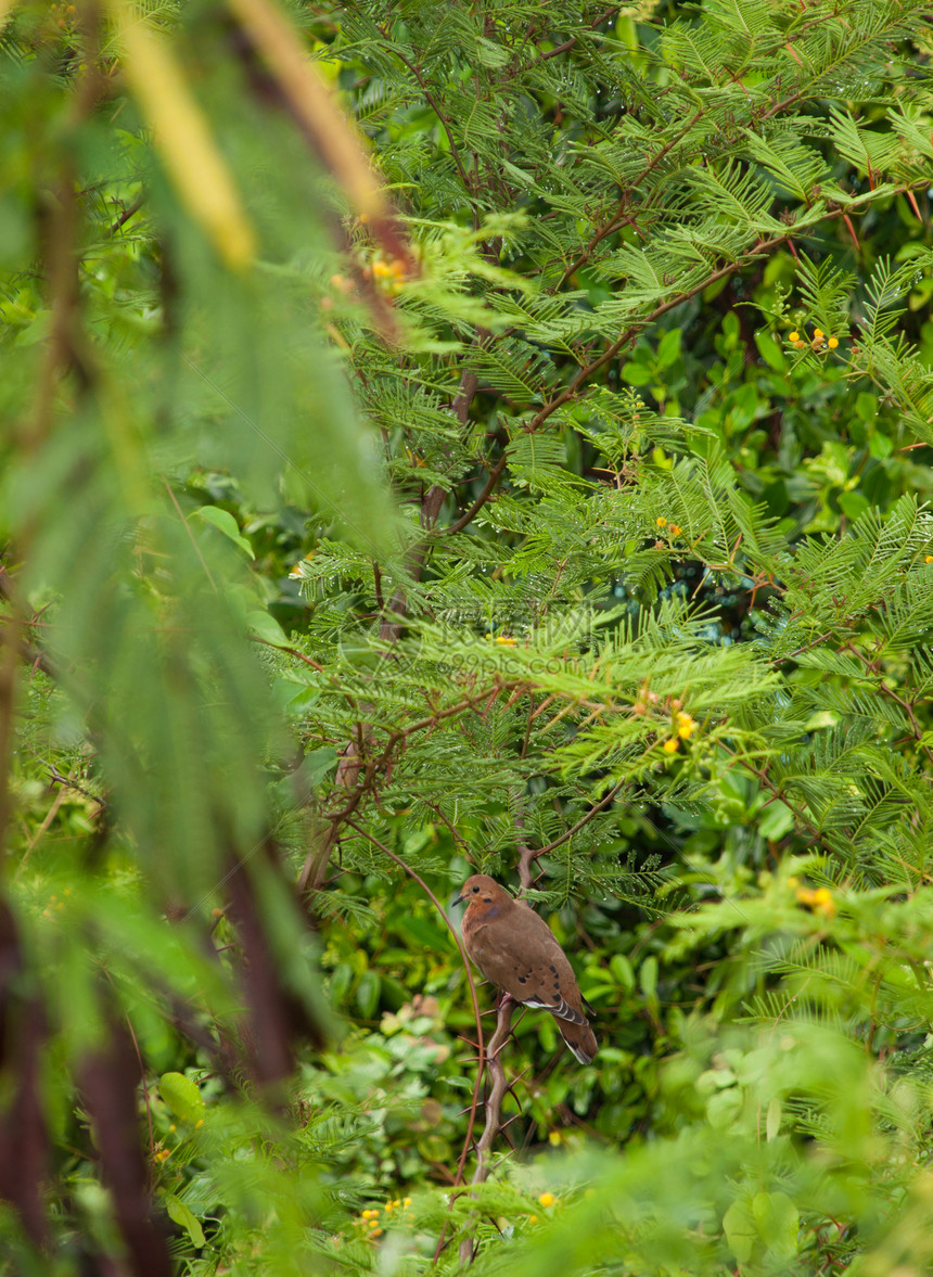 悲哀的鸽子宏观动物群栖息地灌木植物群鸟类翅膀木头翠鸟王鸟图片