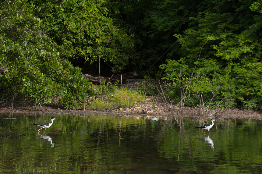 黑颈小矮人滨鸟羽毛栖息翅膀栖息地荒野植物群野生动物池塘热带图片