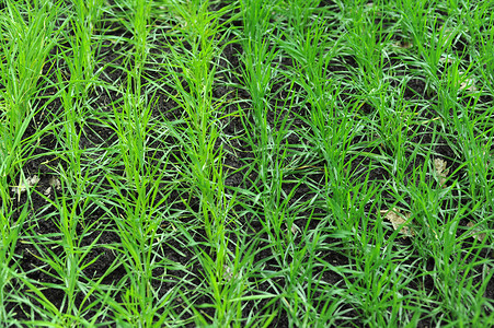 绿芽耕地谷物叶子小麦生长绿色田地季节土地场地背景图片