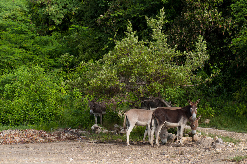 驴子森林场景环境哺乳动物场地野生动物农村农场家畜热带图片