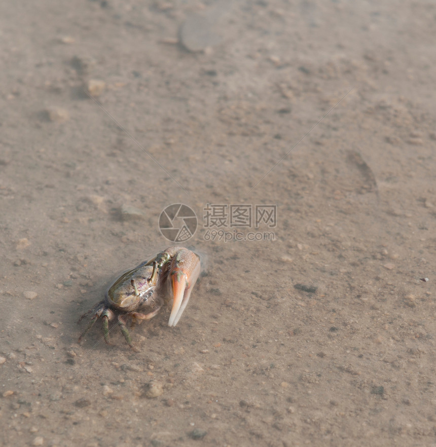 螃蟹动物群动物贝类海岸甲壳生物栖息地沼泽池塘生活图片