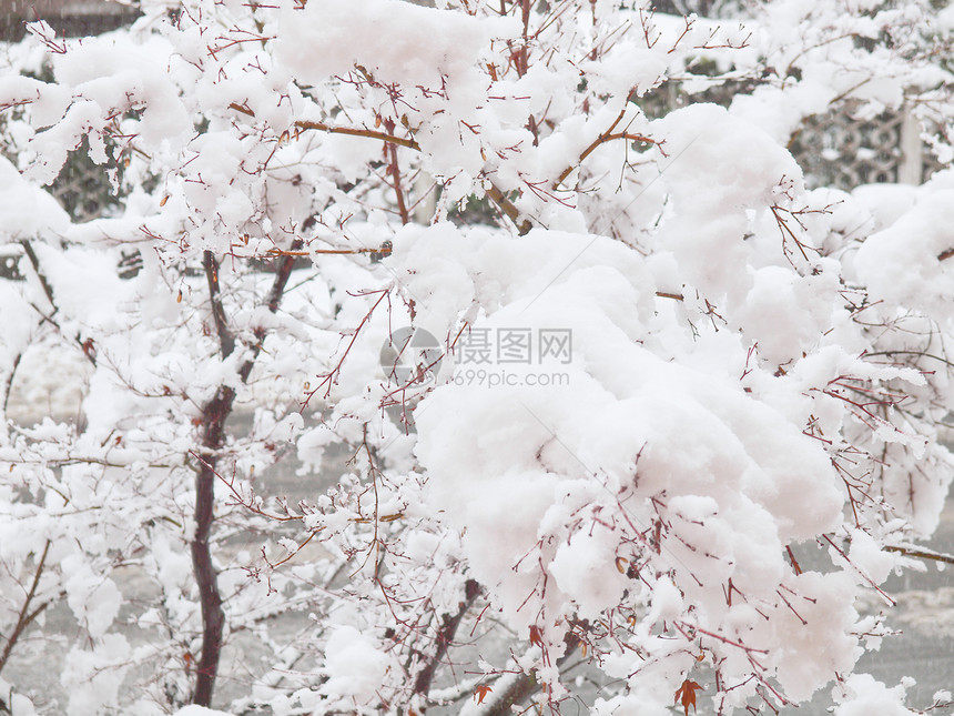 雪中的红树图片