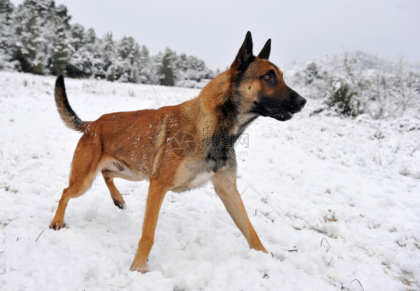 下雪时的麦里尿动物宠物犬类警觉白色棕色图片
