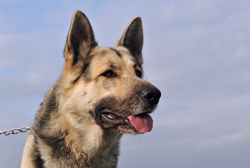 德国牧羊人犬类舌头警觉牧羊犬宠物天空衣领蓝色动物图片