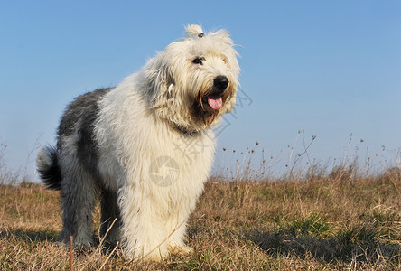 英国老牧羊犬犬类天空宠物蓝色双色草地牧羊犬场地白色短尾背景图片