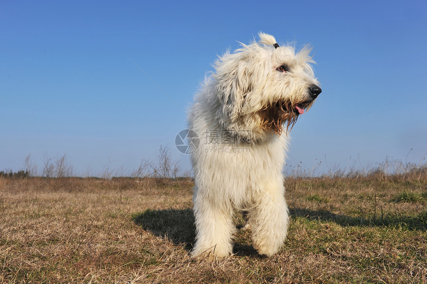 英国老牧羊犬蓝色双色草地宠物短尾白色天空场地牧羊犬犬类图片