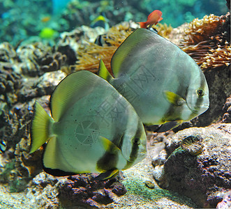 白板或双眼热带平台珊瑚水族馆圆形蝙蝠鱼鱼缸气候海上生活背景图片