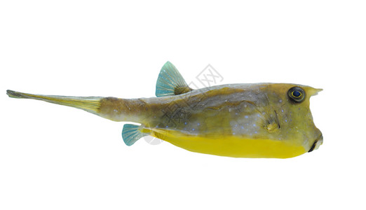长角牛鱼海牛热带鱼水族馆游泳热带黄色动物蓝色背景图片