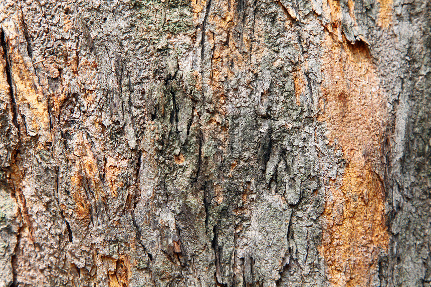 树树皮背景图片