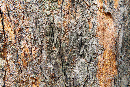 树树皮背景背景图片