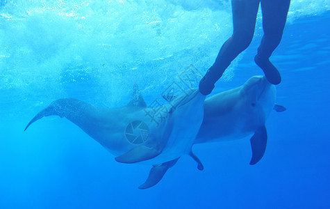 人与海豚玩耍海豚与人玩活动生活水族馆闲暇蓝色尾鳍尾巴马戏团微笑玻璃背景