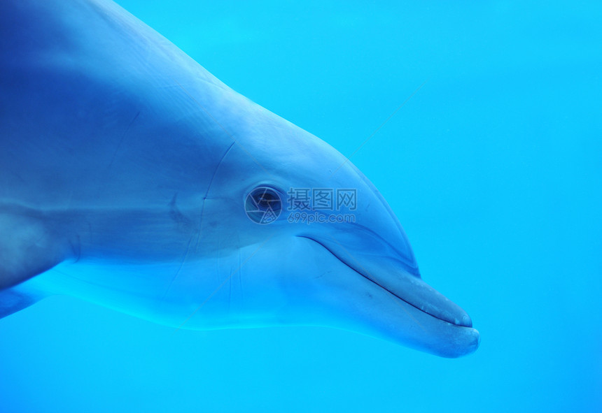 海豚蓝色海上生活动物玻璃游泳鲸类微笑水族馆图片