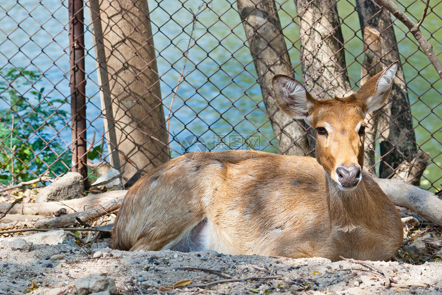 野头或鹿病人热带野生动物异国国家旅游草地毛皮牛角眼睛图片