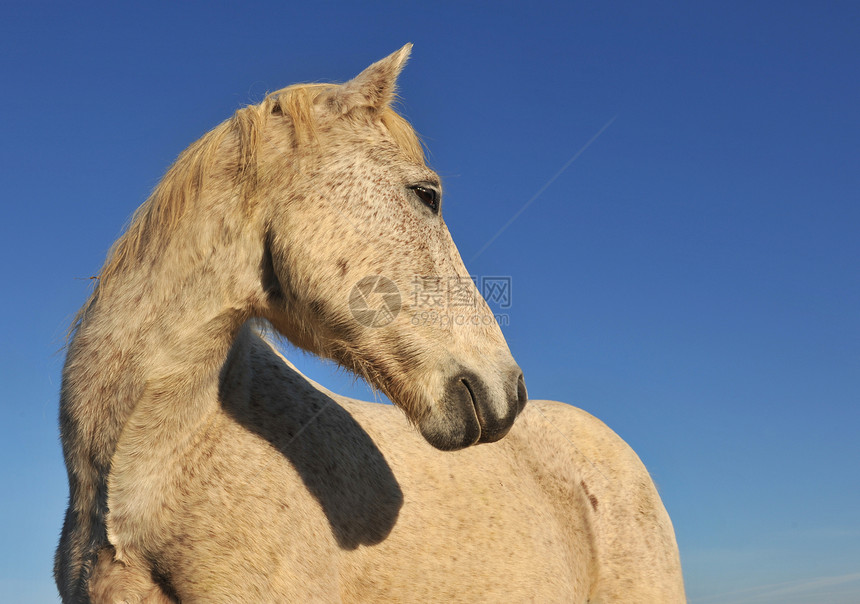 卡马格马天空白色骑马蓝色灰色阳光动物图片
