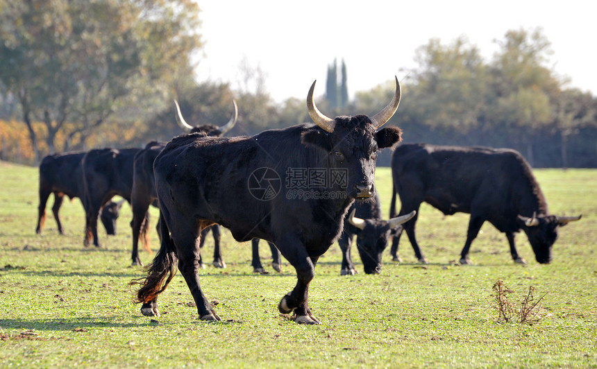 Camargue 公牛牧场场地乡村黑色侵略危险动物农场奶牛男性图片