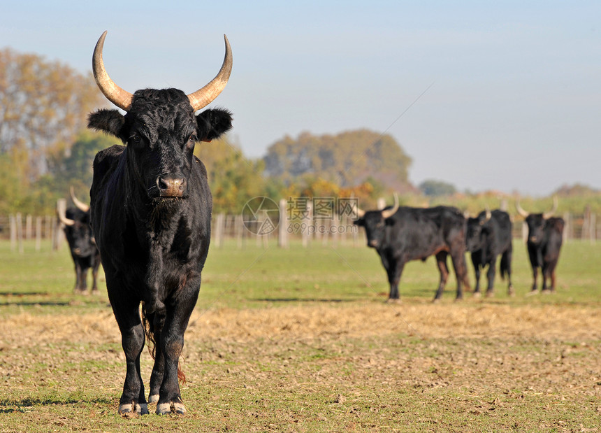 Camargue 公牛牧场农场危险黑色侵略男性乡村场地奶牛动物图片