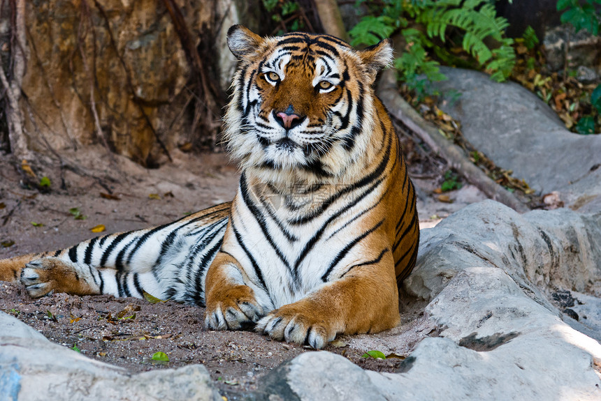 来自泰国的野虎女性动物园野生动物眼睛条纹猫科食肉豹属愤怒危险荒野图片