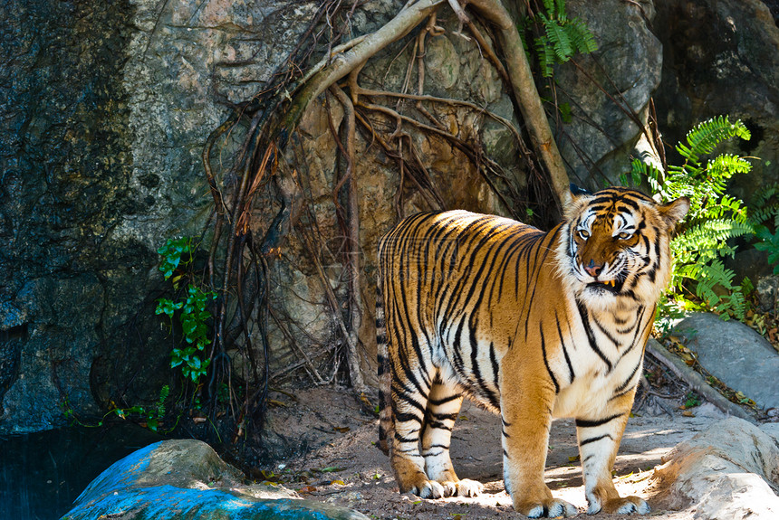 来自泰国的野虎女性眼睛哺乳动物动物园生活野生动物侵略猎人条纹愤怒野猫图片