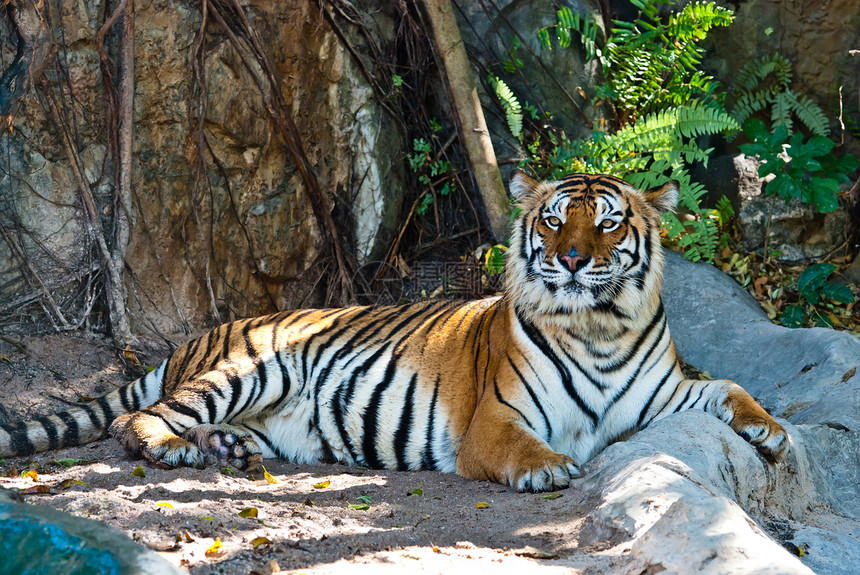 来自泰国的野虎女性橙子哺乳动物老虎生活丛林野生动物荒野条纹动物打猎图片