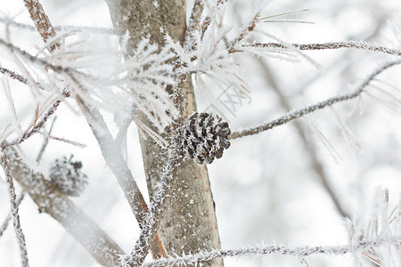 雪覆盖松树代码背景图片