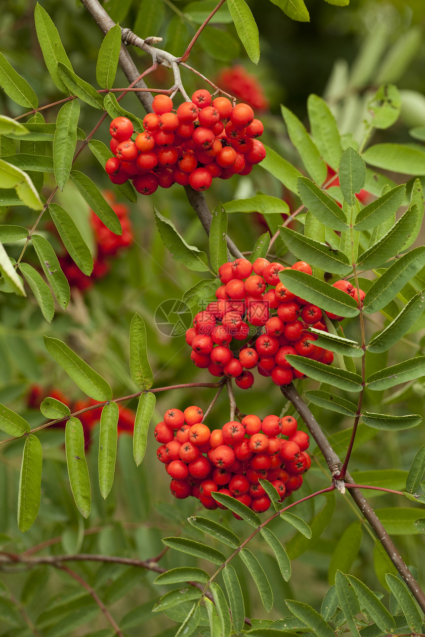 线条红红色草本植物花楸花梨木植物草药浆果背景性质叶子水果图片