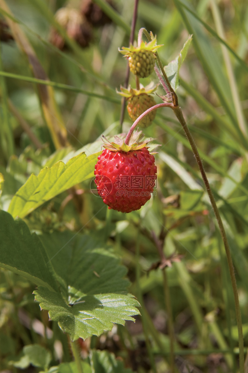 野草莓营养植物树木荒野森林浆果红色食物水果甜点图片