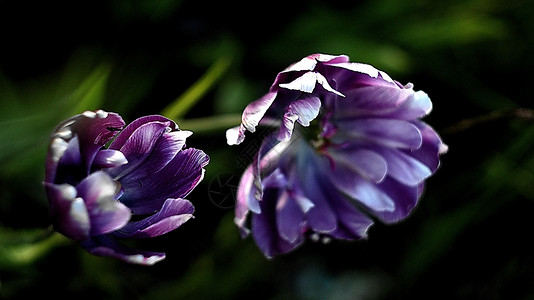 紫花朵草地背景图片