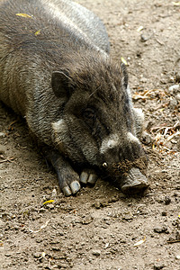 肥小猪猪背景图片