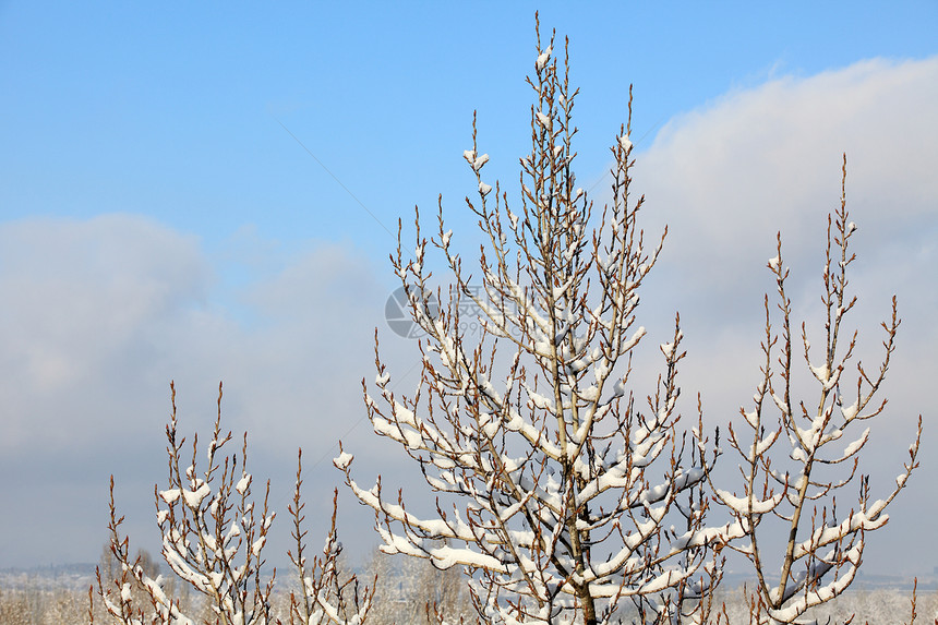云层下方的树上的白雪天气森林场地冻结孤独土地场景天空季节蓝色图片