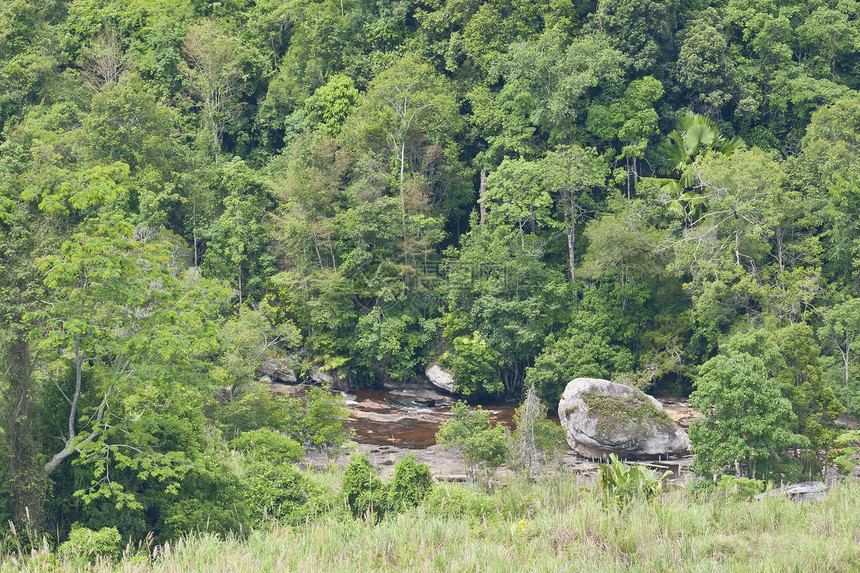 热带雨雨林丛林赤道叶子旅游孤独藤蔓植物群热带植物旅行图片