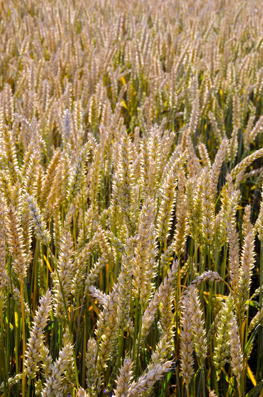 熟熟小麦田特产农业背景图片