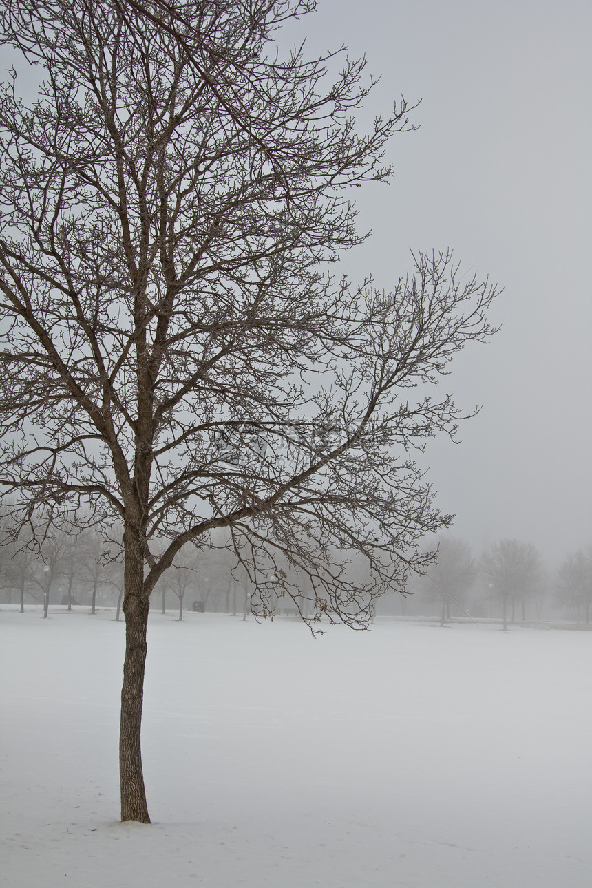 雾中的树季节公园白色寒冷木头图片