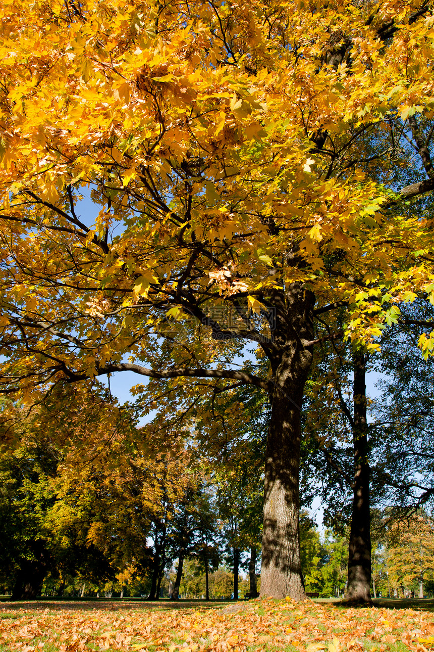 秋季假期橙子公园黄色季节图片