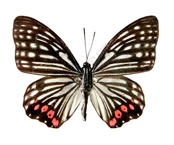 白色背景上的蝴蝶 孤立的黑色动物翅膀红色工作室鳞翅目宏观背景图片