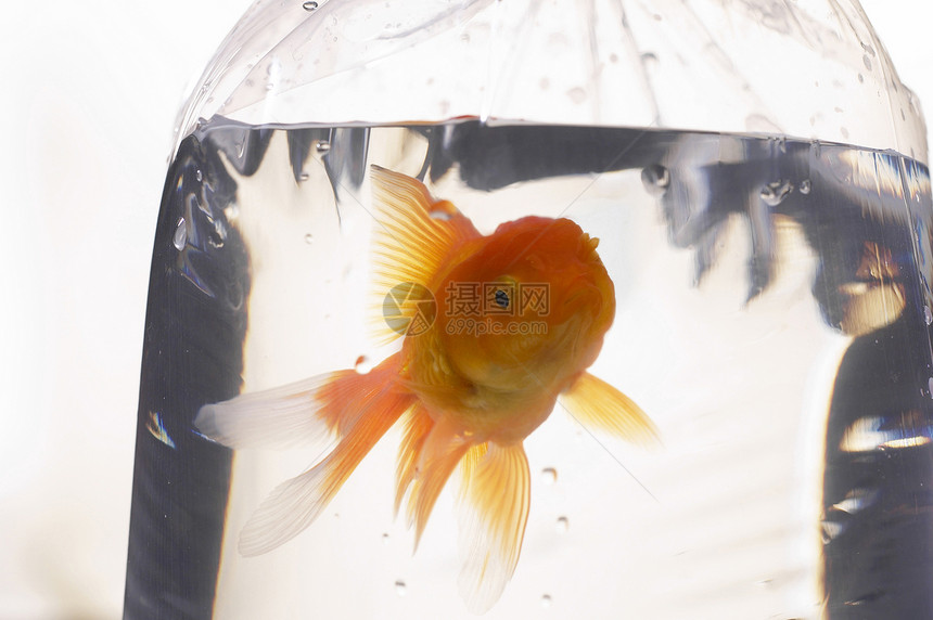 金金鱼动物游泳橙子白色金子生活金鱼愤怒生态冒险图片