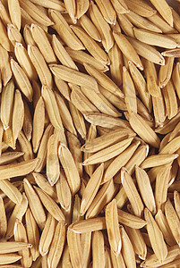稻田食物粮食收成主食培育生产茉莉花农场高清图片