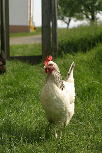 一群母鸡与公鸡农村农业国家牧场鸟类树木家禽食物家畜院子背景图片